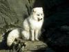 Arctic Foxes (Alopex lagopus) white phase