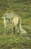 Arctic Fox (Alopex lagopus) by Roddy MacInnes