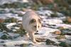 Arctic Fox (Alopex lagopus)