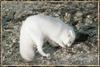 Arctic Fox (Alopex lagopus)