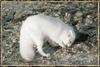 Arctic Fox (Alopex lagopus)