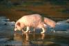 Arctic Fox (Alopex lagopus)