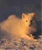 Arctic Fox (Alopex lagopus)