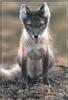 Arctic Fox (Alopex lagopus)