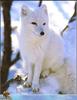 Arctic Fox (Alopex lagopus)