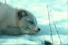 Arctic Fox (Alopex lagopus) sleeping