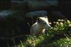 Arctic Fox (Alopex lagopus)