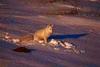 Arctic Fox (Alopex lagopus)