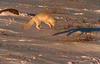 Arctic Fox (Alopex lagopus)