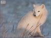 Arctic Fox (Alopex lagopus)