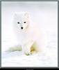 Arctic Fox (Alopex lagopus)