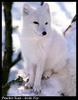 Arctic Fox (Alopex lagopus)