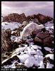 Arctic Fox (Alopex lagopus)