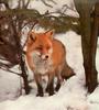 European Red Fox (Vulpes vulpes)