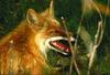 European Red Fox (Vulpes vulpes)