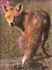 European Red Fox (Vulpes vulpes)