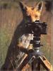 European Red Fox (Vulpes vulpes) foxy photographer 2