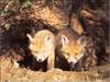 European Red Fox (Vulpes vulpes) pups