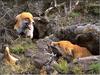 European Red Fox (Vulpes vulpes) pair