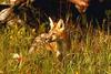 European Red Fox (Vulpes vulpes)