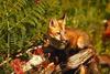 European Red Fox (Vulpes vulpes)