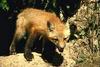European Red Fox (Vulpes vulpes) pup