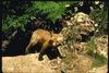 European Red Fox (Vulpes vulpes) pup