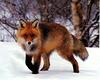 European Red Fox (Vulpes vulpes)