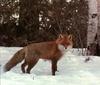 European Red Fox (Vulpes vulpes)