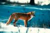 European Red Fox (Vulpes vulpes)
