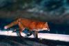 European Red Fox (Vulpes vulpes)