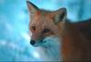 European Red Fox (Vulpes vulpes)