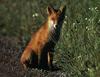 European Red Fox (Vulpes vulpes)