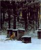 [Animal Art] Red Fox and Beehives, by Robert Bateman