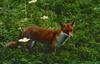 Red Fox (Vulpes vulpes)