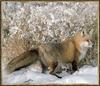 Red Fox (Vulpes vulpes) on snow