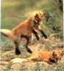 Red Fox (Vulpes vulpes) two pups romping