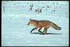 Red Fox (Vulpes vulpes)