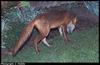 European Red Fox (Vulpes vulpes)