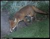 European Red Fox (Vulpes vulpes)