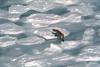Red Fox (Vulpes vulpes) crossing freezed lake