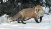 Red Fox (Vulpes vulpes)
