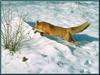 Red Fox (Vulpes vulpes) running on snow