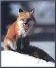 Red Fox (Vulpes vulpes) yawning