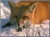 Red Fox (Vulpes vulpes) closeup