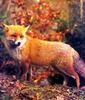 Red Fox (Vulpes vulpes)