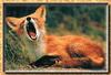 Red Fox (Vulpes vulpes) big yawn