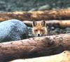 Red Fox (Vulpes vulpes)