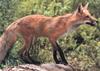 Red Fox (Vulpes vulpes)