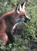 Red Fox (Vulpes vulpes)